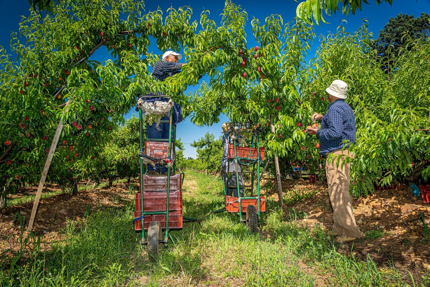Des mesures programmées pour l’appui aux agriculteurs et la préservation des exploitations arboricoles.