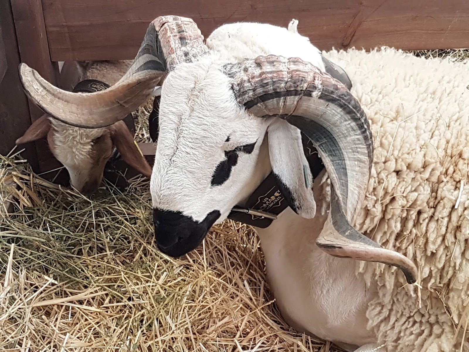 ONSSA: Opération d’identification des ovins et caprins.