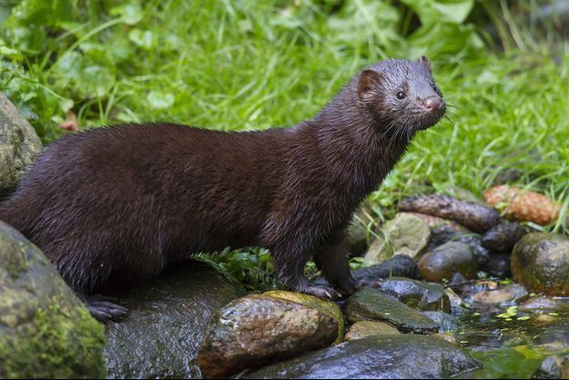 Covid19: 570.000 visons abattus en une semaine par les néerlandais .