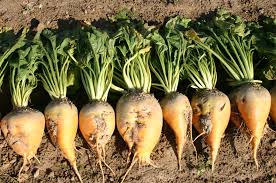 Betterave à sucre : Une production de plus de 228.000T prévue dans le périmètre de la Moulouya.