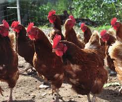 Plus de 1,49 MMDH de pertes pour les filières des volailles chair poulet et dinde