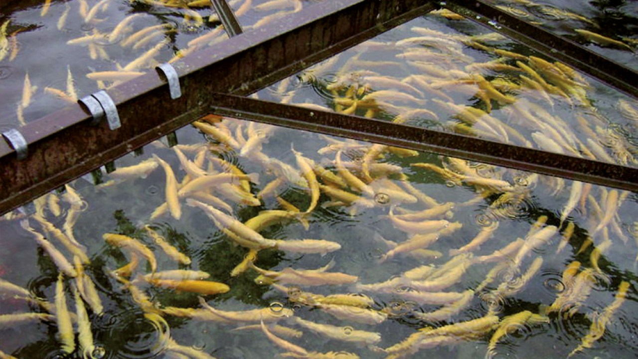 La pisciculture pour sauver l’agriculture