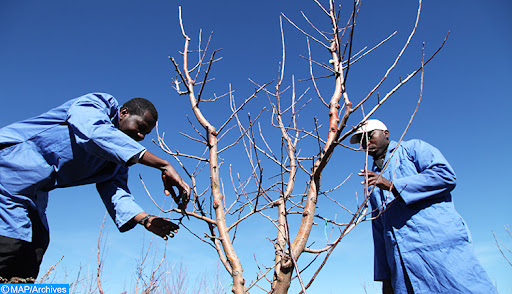 Province d’Errachidia : des ateliers de formation au profit des agriculteurs de Goulmima