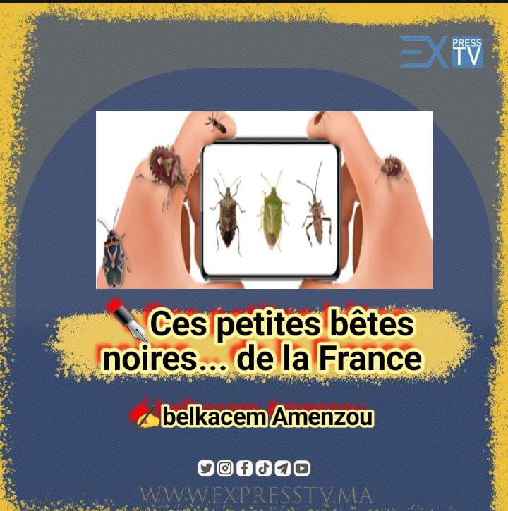 Ces petites bêtes noires… de la France