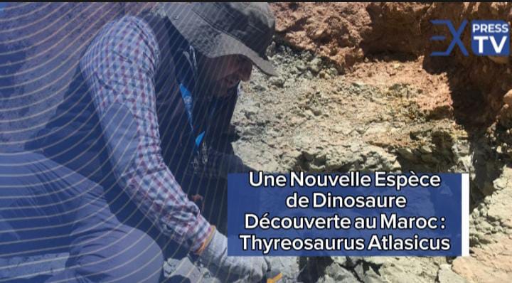 Une Nouvelle Espèce de Dinosaure Découverte au Maroc :   Thyreosaurus Atlasicus