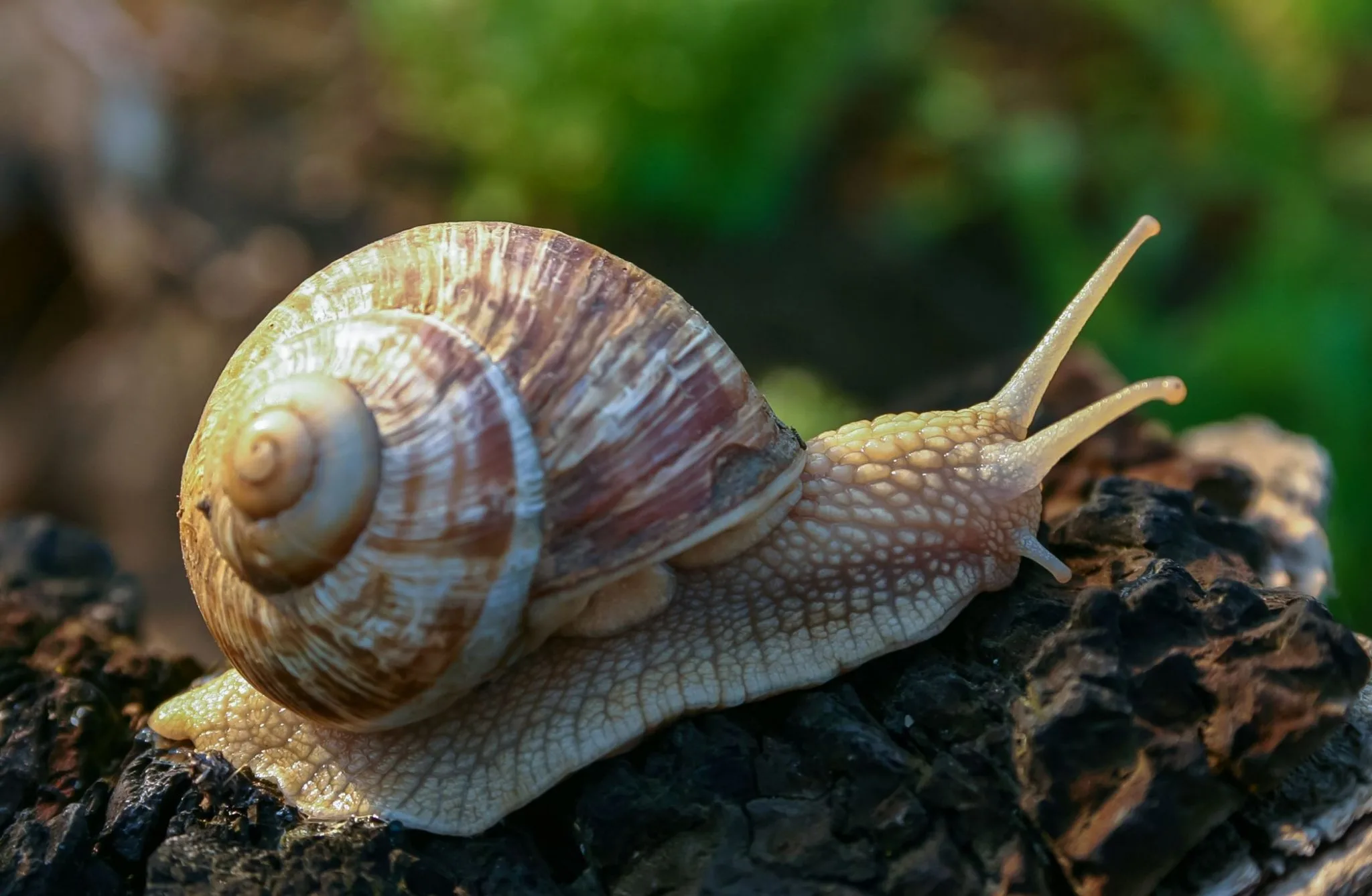 escargot