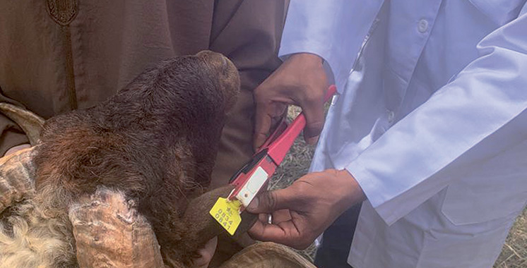 l’ONSSA recommande des moutons portant la mention ‘عيد الاضحى pour l&rsquo;Aid Al Adha