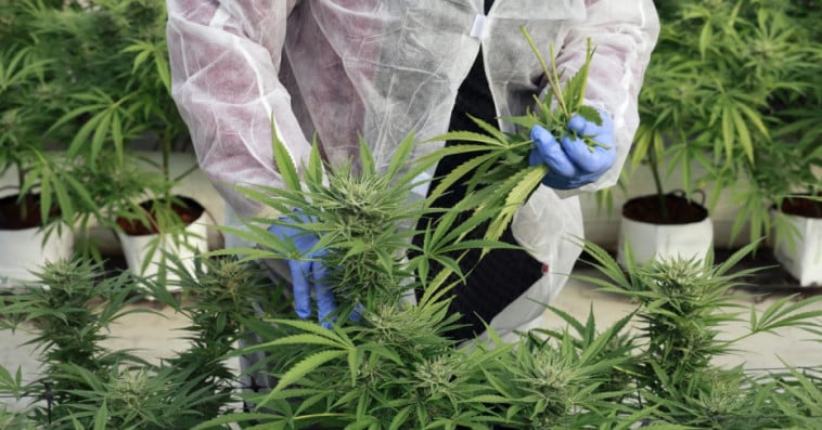 Le Crédit Agricole du Maroc Favorise le Développement Régional à Travers l&rsquo;Encadrement du Secteur du Cannabis