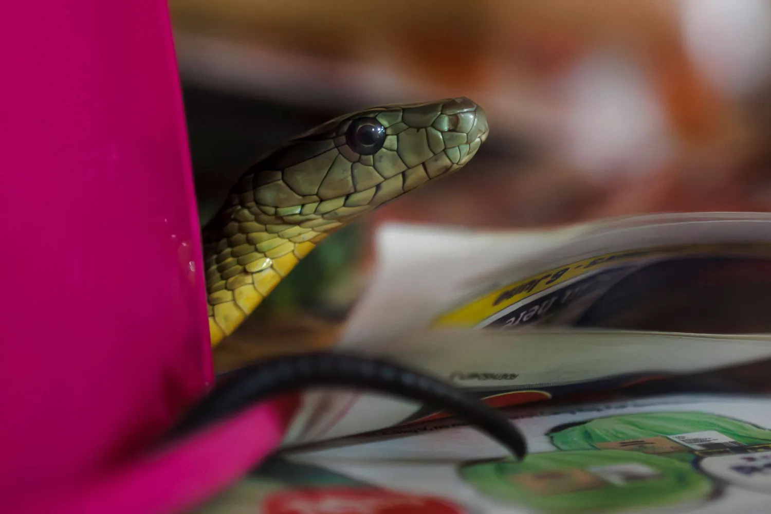 Intoxication de 100 élèves en Inde après avoir consommé un plat contenant un serpent mort