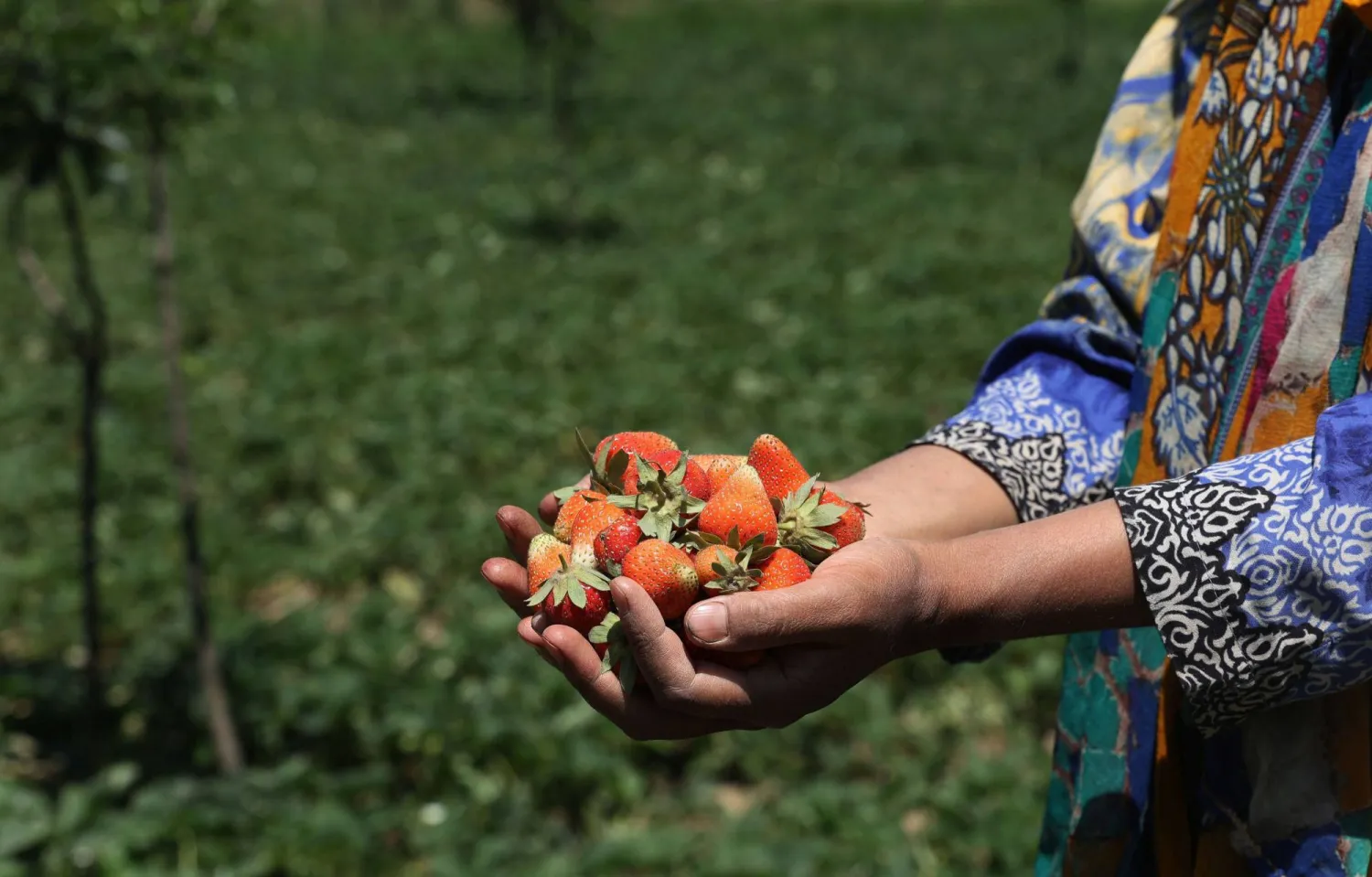 6 Fruits à consommer en cas de fortes envies de sucre