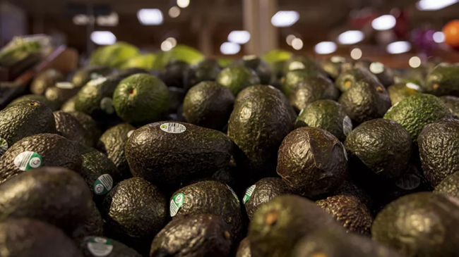 L&rsquo;Espagne renforce ses avertissements concernant les avocats en provenance du Maroc