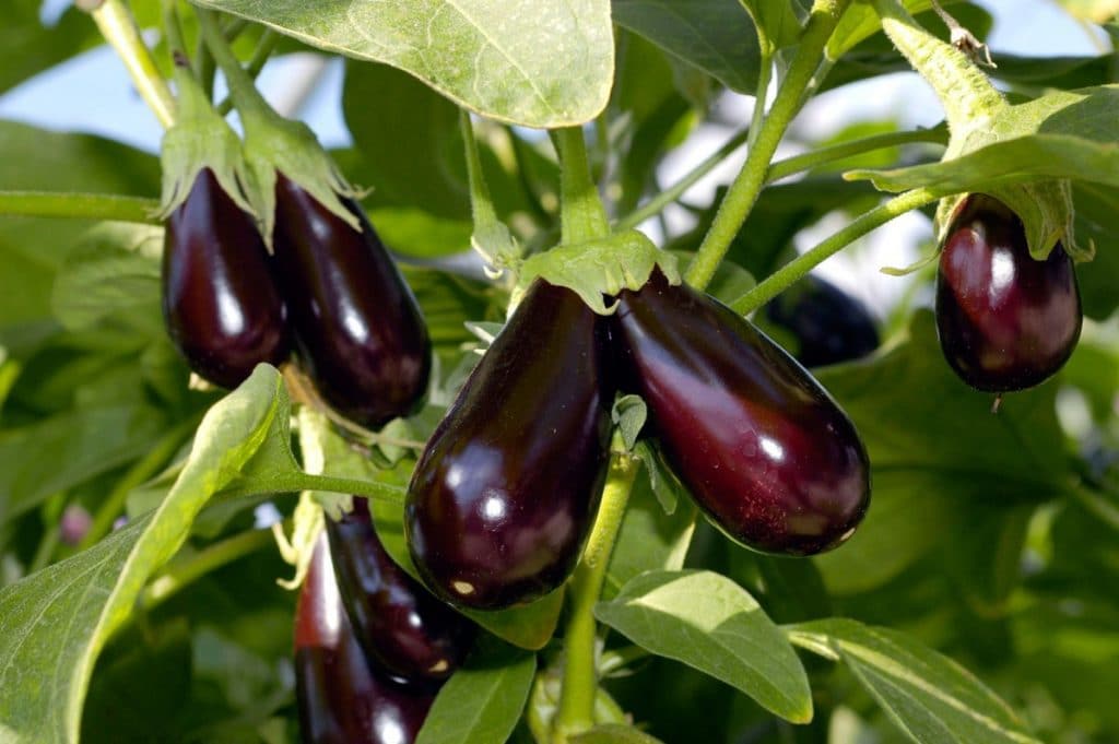 Le Maroc réduit sa production d’aubergines et mise sur l’exportation