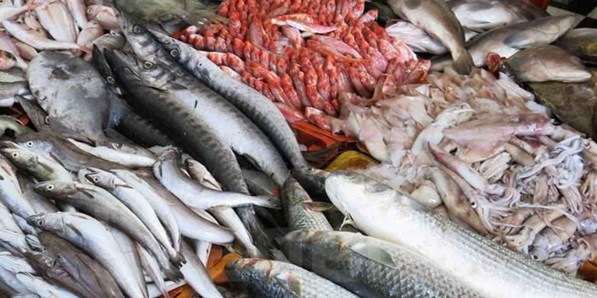 أسماك روسية المغرب