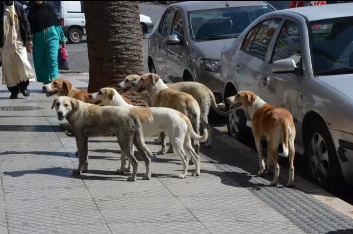Nouvelle loi au Maroc… Adieu le chaos des chiens errants