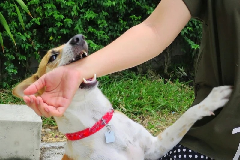 Quatre décès causés par la rage