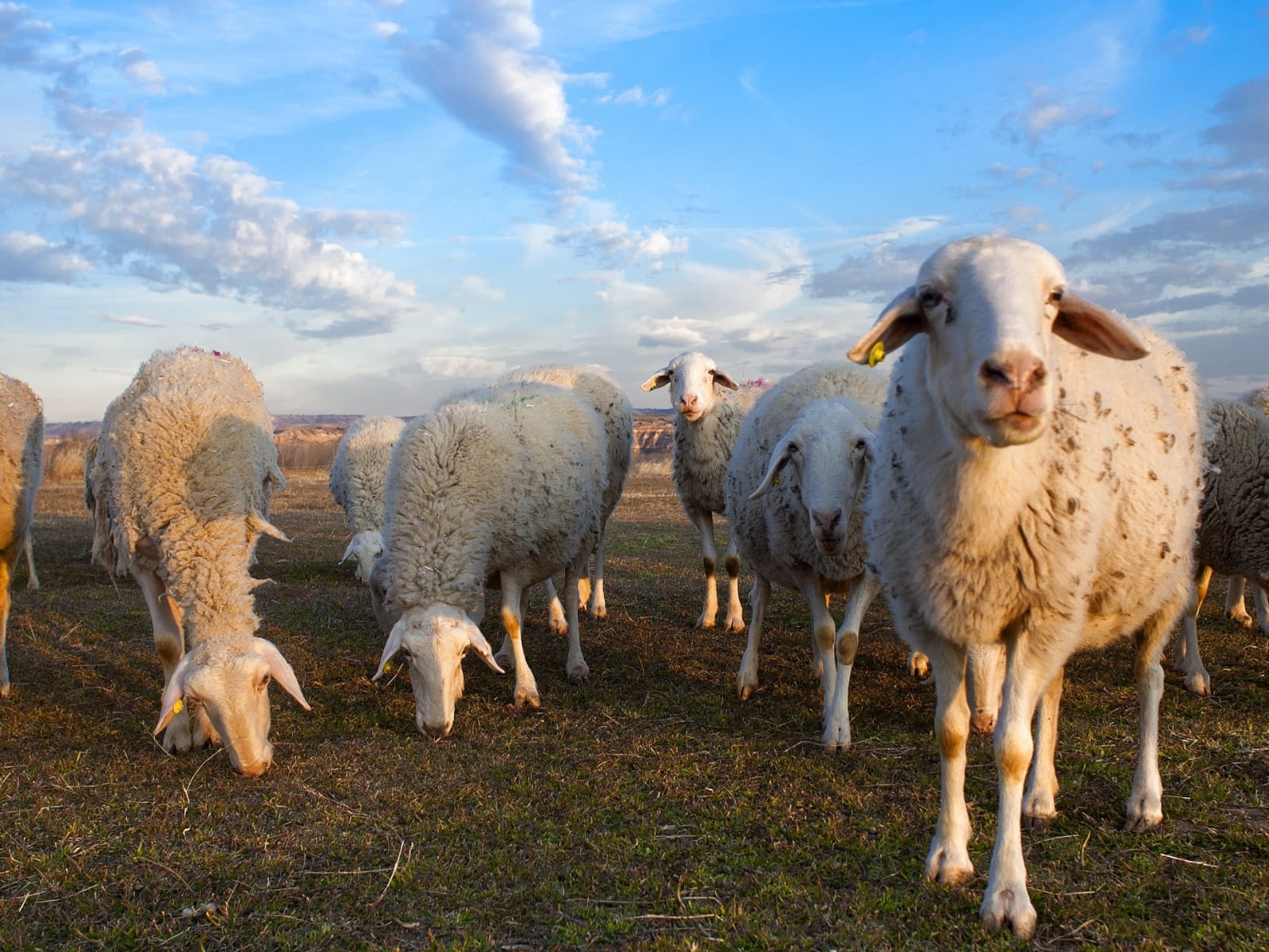 Augmentation du cheptel national au Maroc, atteignant près de 33 millions de têtes grâce aux directives royales et un soutien financier de 11 milliards de dirhams.