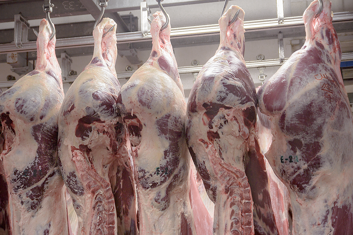 Les prix de la viande bovine au Maroc enregistrent des hausses successives