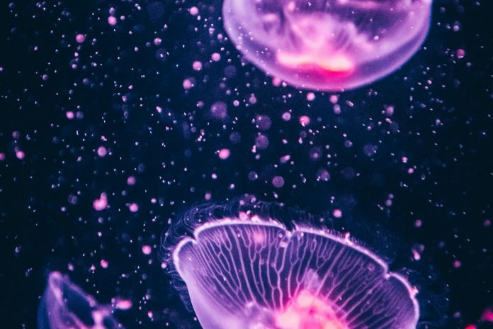 Des méduses marines électroniques : une innovation américaine pour transformer les océans en laboratoire scientifique vivant