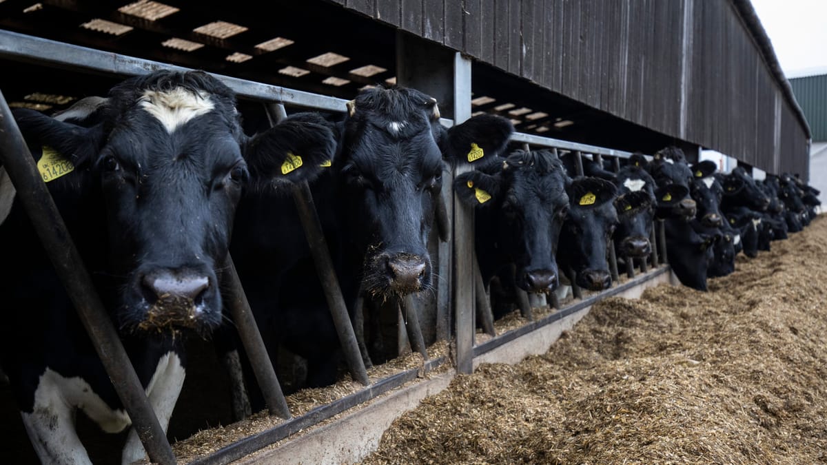 Le Maroc en tête des importateurs de bovins vivants du Brésil