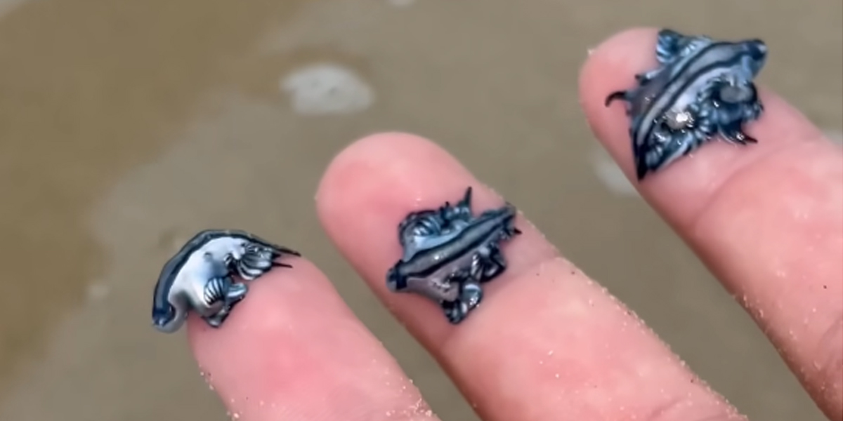 تنين البحر الأزرق اسبانيا