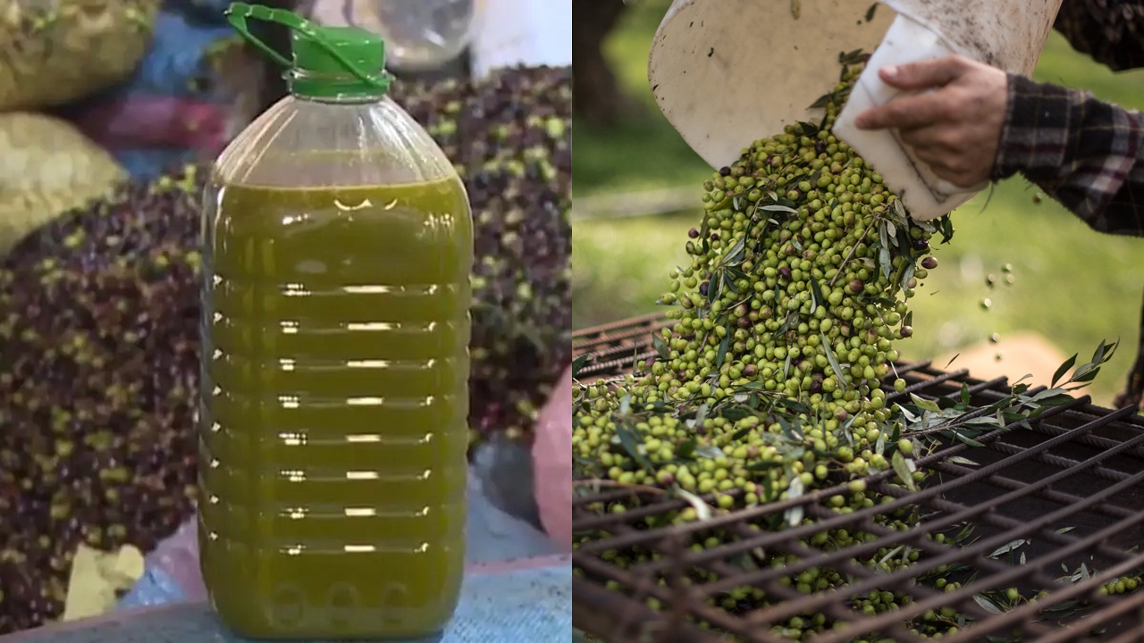 زيت الزيتون