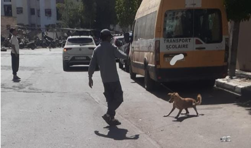 Tit Mellil à Casablanca : Campagne intensifiée contre les chiens errants pour la protection des habitants
