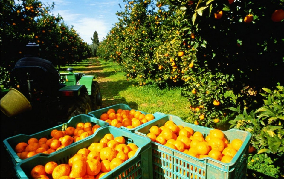 Le Maroc renforce sa position en tant que deuxième fournisseur d&rsquo;agrumes de l&rsquo;Union européenne.