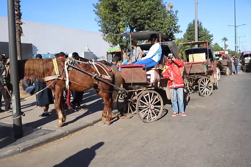 Les charrettes tirées par des animaux refont surface dans le débat à Casablanca