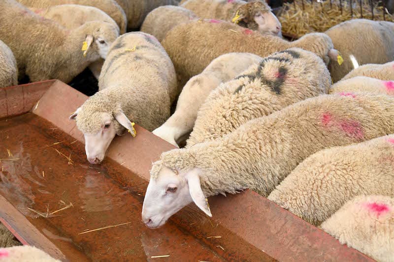 Autorisation de l’abattage des femelles ovines et caprines, à l’exception des femelles gestantes.
