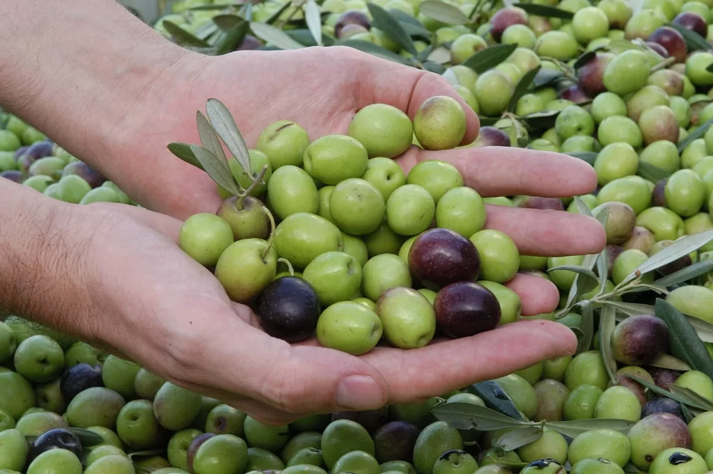 Une saison exceptionnelle des olives ramène les prix à des niveaux normaux