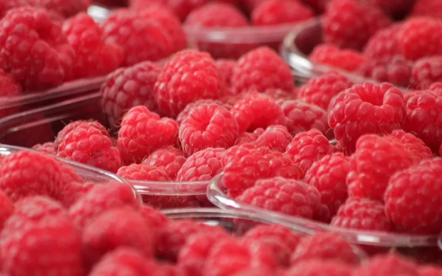 Exportation de la framboise : le Maroc établit un nouveau record