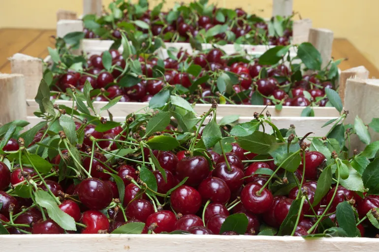 Le marché de la cerise au Maroc : entre stabilité de la production et recul des exportations, indicateurs variés et opportunités prometteuses de croissance.