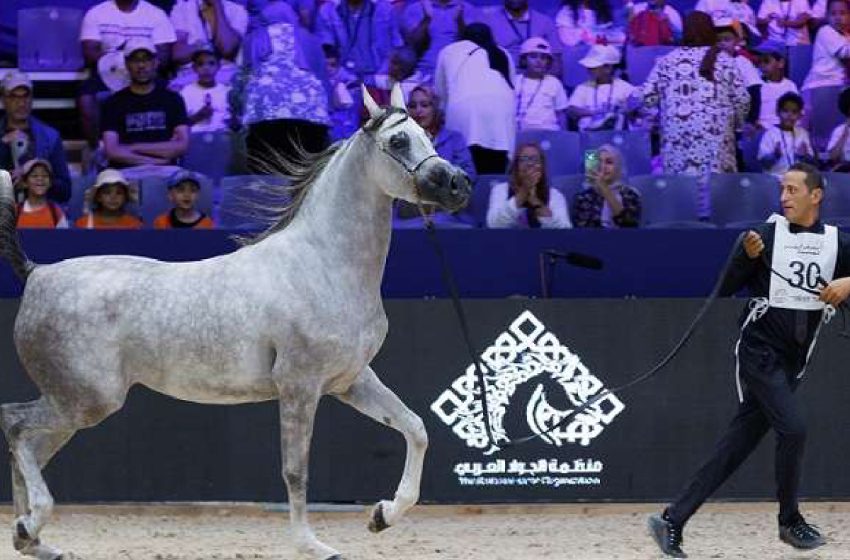 Le Royal Club Équestre de Mohammédia accueille la Coupe des Éleveurs de Chevaux Arabes Pures.