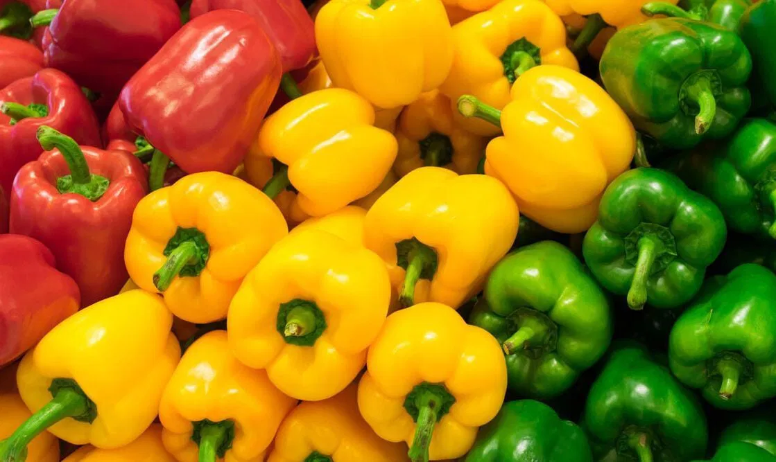 Le poivron marocain brille en Europe : les exportations du royaume augmentent de 94% malgré des années de sécheresse.