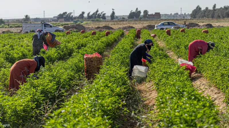 Le Maroc surpasse les États-Unis dans les importations de produits agricoles espagnols