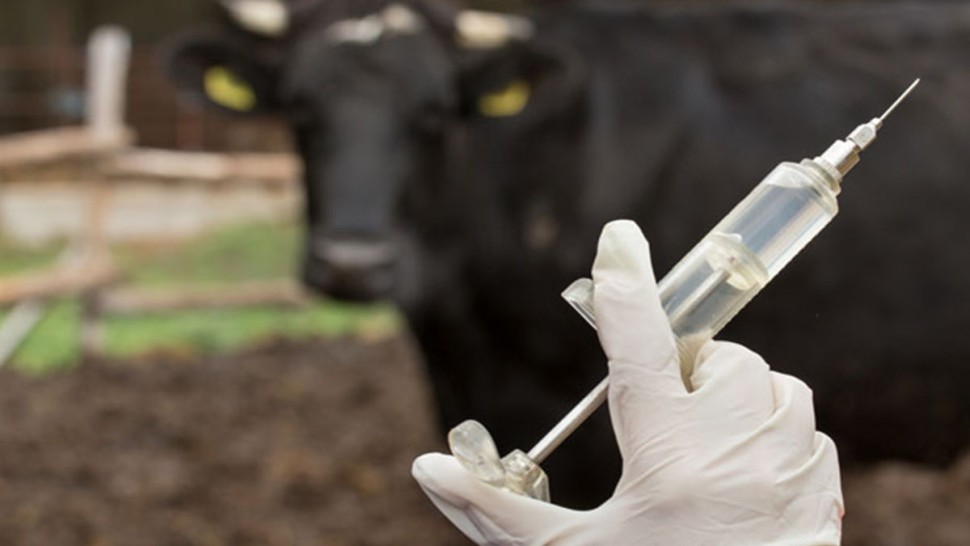 “ONSSA lance une campagne nationale de vaccination des bovins après la détection d’une maladie cutanée transmissible en Europe”