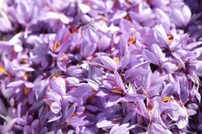 Boulemane accueille la première édition du Festival du Safran et des Plantes Médicinales et Aromatiques.