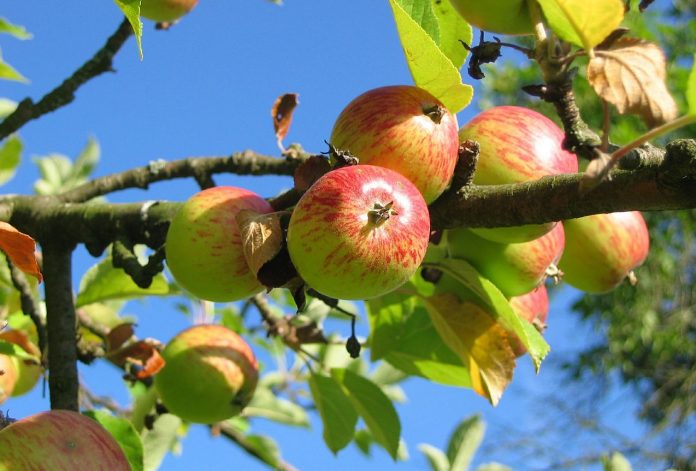 Ouverture du Salon National de la Pomme à Midelt sous le signe de la durabilité