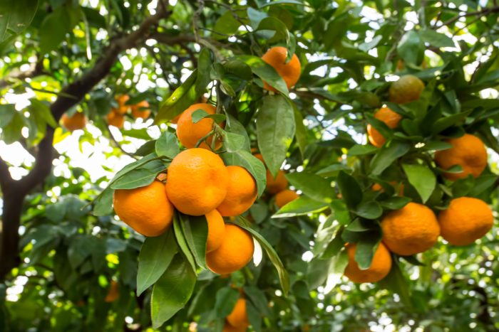 Baisse de 12 % de la production de clémentines au Maroc en raison d’une saison difficile et d’un retard dans la récolte