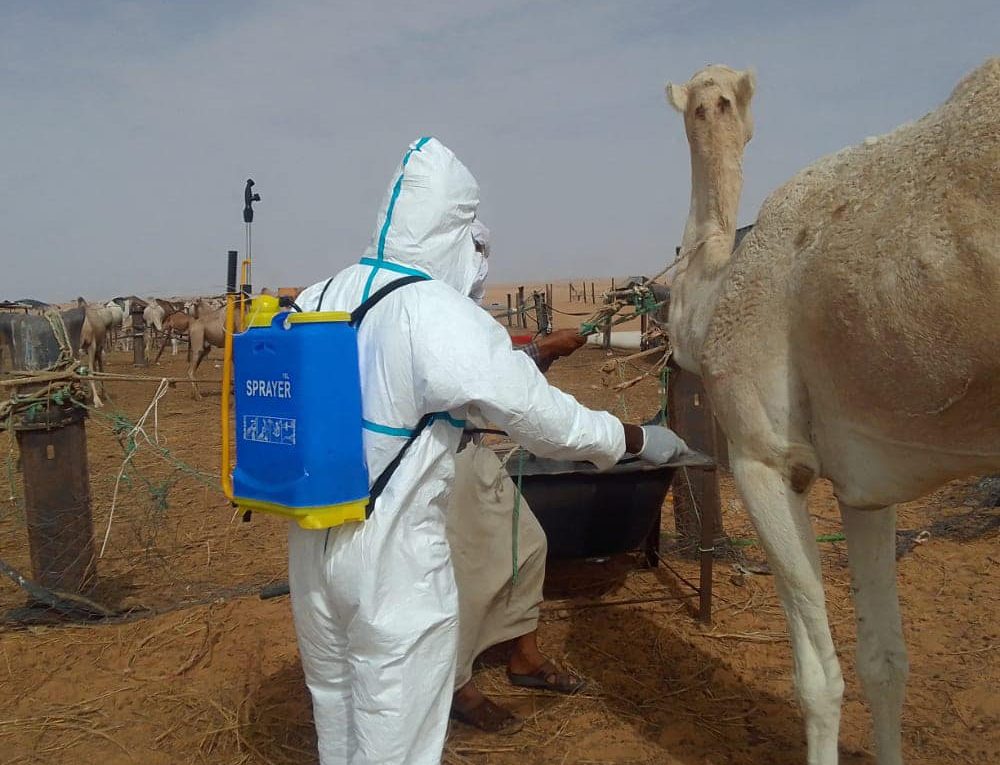 La Mauritanie fait face à une vague de « fièvre du Rift » alors que les cas d&rsquo;infections animales et humaines augmentent.
