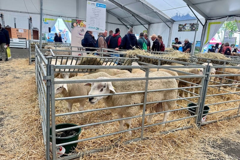 Le Maroc et la France renforcent leur coopération pour le développement de l&rsquo;élevage et l&rsquo;innovation agricole.