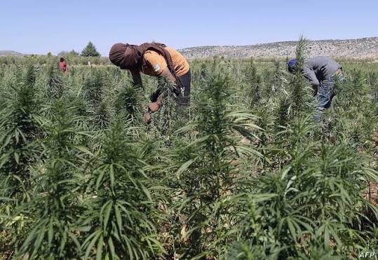 Légalisation du cannabis au Maroc : un projet qui progresse régulièrement vers une économie structurée.