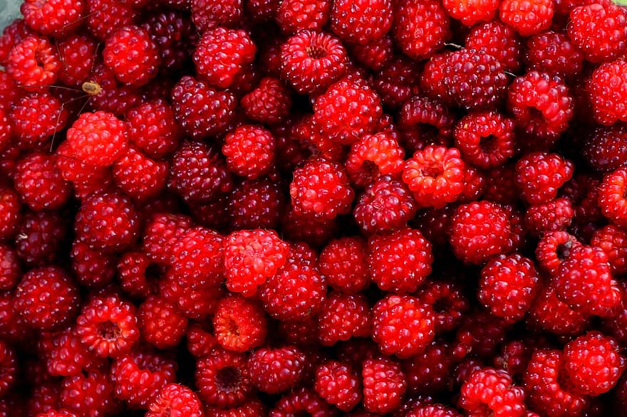 Le Maroc redessine la carte des fruits rouges : la framboise détrône la fraise en tête du classement.