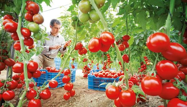 Le Maroc établit un record de exportations de tomates vers l&rsquo;Irlande pour la saison 2025.