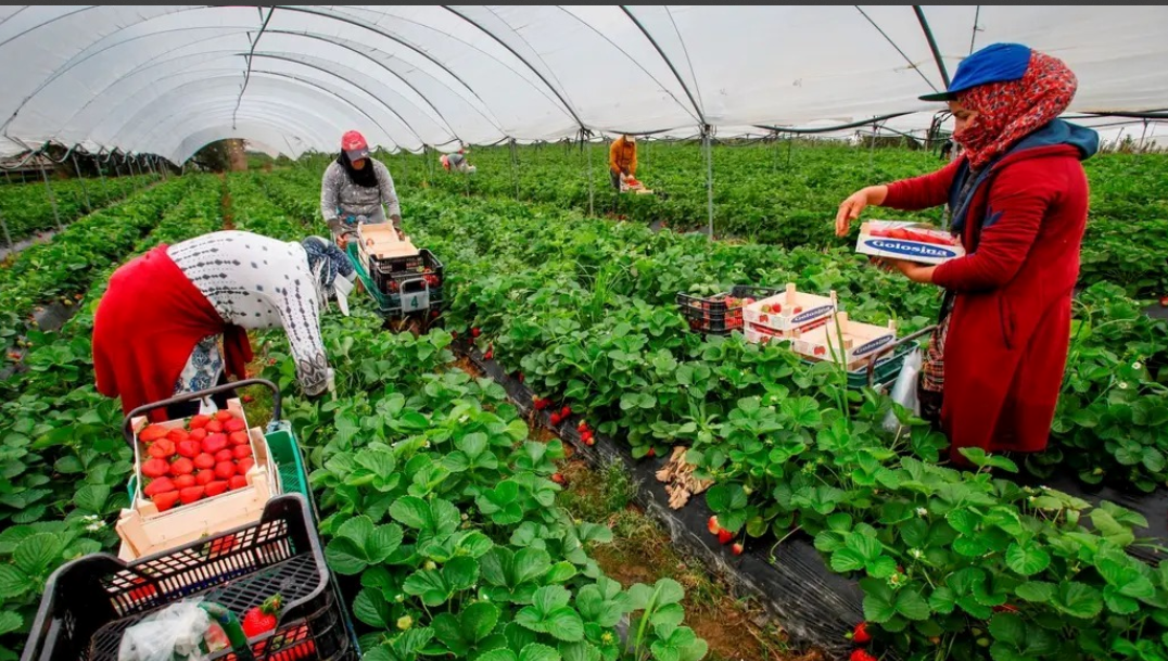 Meurtre d&rsquo;une travailleuse marocaine : un cri de douleur et de souffrance à Huelva… une nouvelle tragédie dans les champs de fraises.