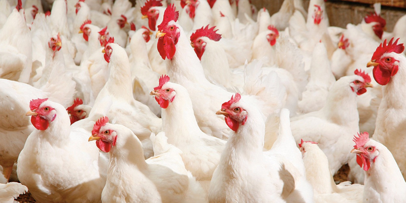 معرض الدواجن 2025