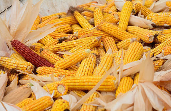 Les exportations de maïs doux marocain vers l&rsquo;Allemagne augmentent de 18 % et atteignent un niveau historique.