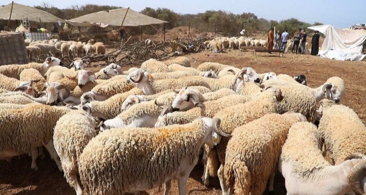 Le ministère de l&rsquo;Agriculture finalise le marquage de 32,3 millions d&rsquo;animaux et distribue le soutien à 1,1 million d&rsquo;éleveurs.