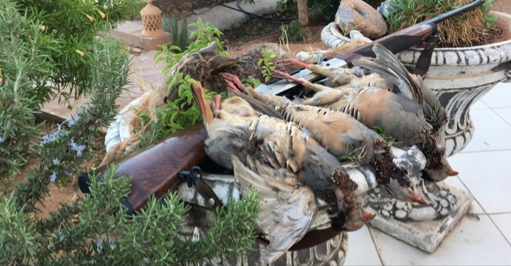 Diminution des accidents et augmentation de la productivité de la chasse lors de la saison des gibiers sédentaires au Maroc 2025-2026