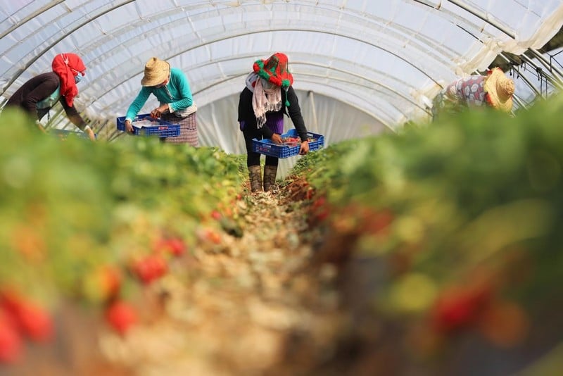 3.305 travailleuses marocaines dominent la main-d&rsquo;œuvre saisonnière dans les champs de fraises en Espagne